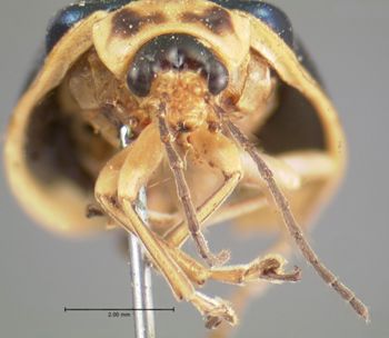 Media type: image; Entomology 17539   Aspect: head frontal view